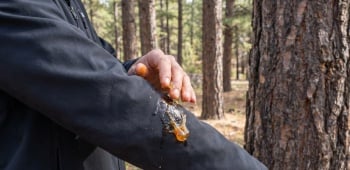 que faire lorsque vous avez de la seve de pin sur vos vetements