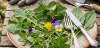 mauvaises herbes dans l'assiette