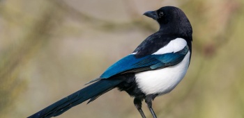 qu'est-ce que la présence de pie veut dire sur votre jardin ? 
