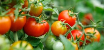profitez de plants de tomates en bonne santé toute l'année