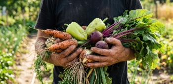 quelle plante choisir dans votre potager d'automne