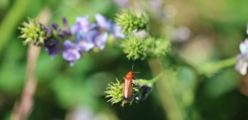 ce n'est pas un cafard mais un vrai allié de votre jardin 