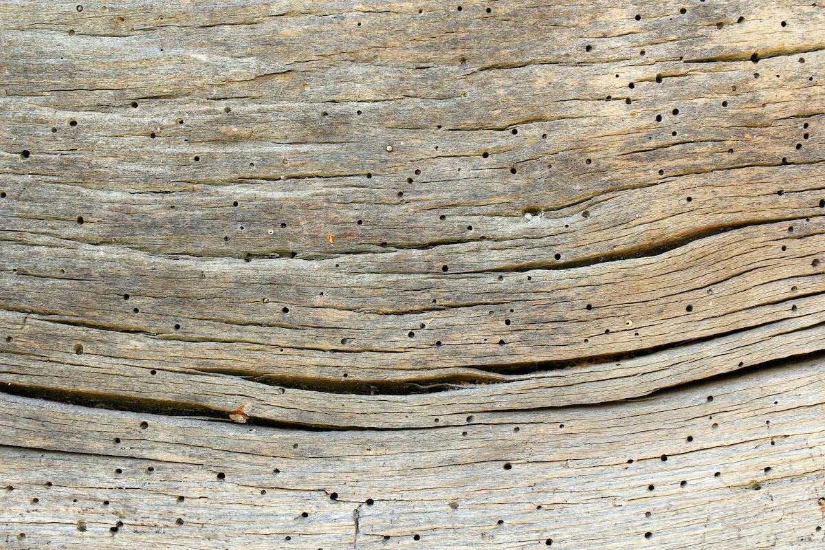 Comment se débarrasser des vrillettes du bois — free download