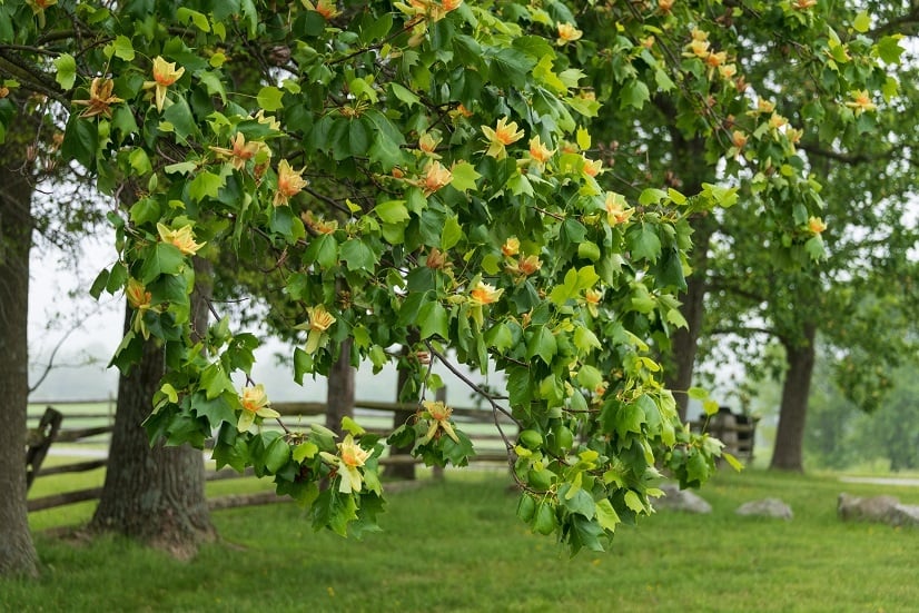 10 arbres d'ombrage  croissance rapide | Ootravaux