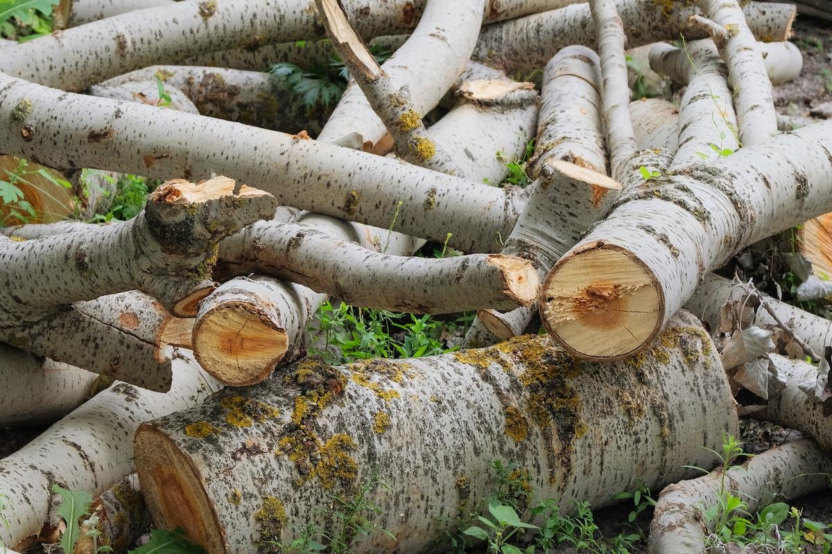 Peuplier en bois de chauffage Bon choix ? Ootravaux — free download