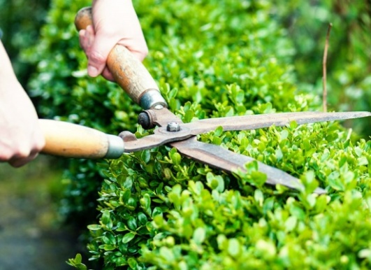 Ootravaux-prix-taille-haies