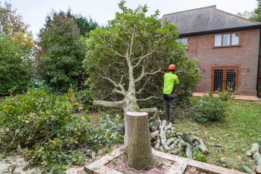 A-quelle-entreprise-confier-labattage-dun-arbre-ootravaux