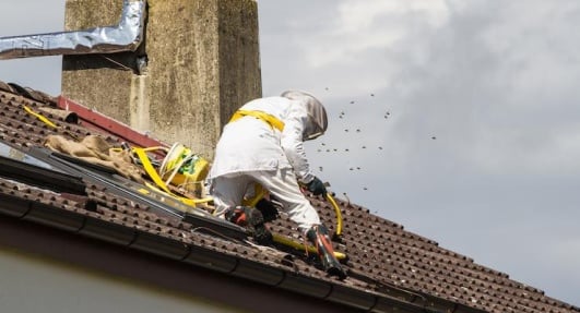 traitement-nid-de-guepes-toiture-ootravaux