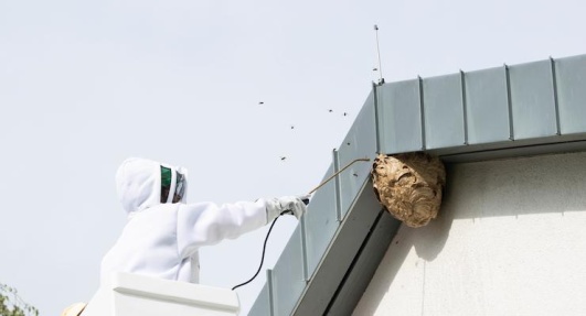 frelon-asiatique-expert-ootravaux