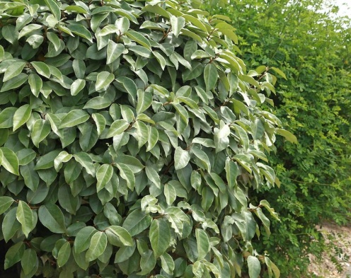 eleagnus-haie-durable