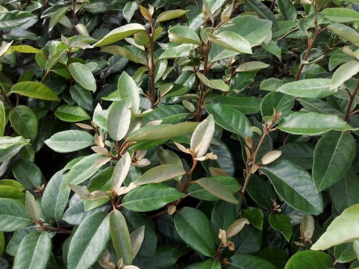 elaeagnus-ebbingei-haie-durable