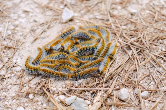 comment-se-debarasser-chenille-processionnaires