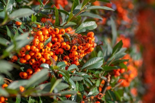 pyracantha-coccinea-haie-durable