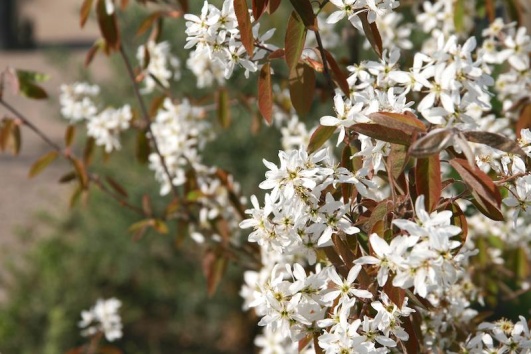 amelanchier-haie-durable