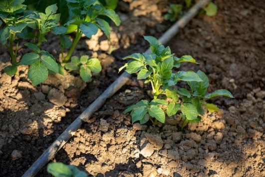 arrosage-goutte-a-goutte-ootravaux