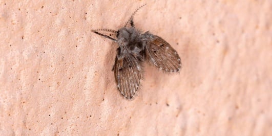 lutter-contre-mouche-papillon