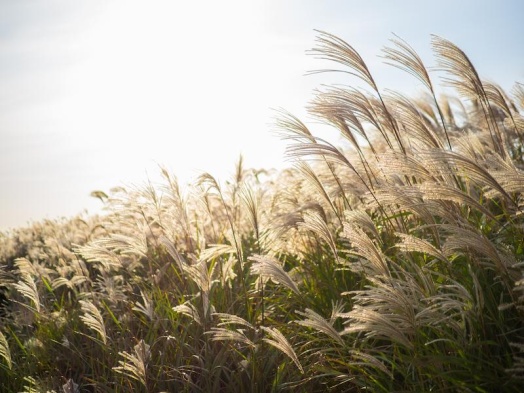 miscanthus-sinensis-haie-durable