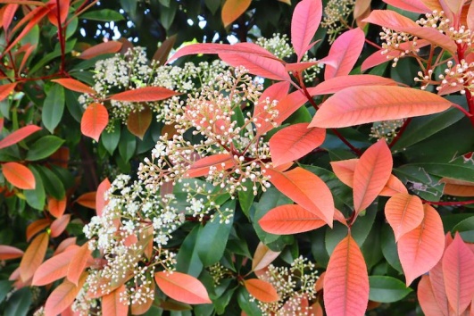 photinia-haie-durable
