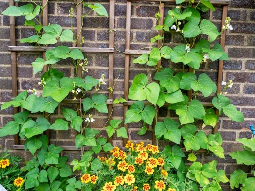 plantes-grimpantes-petit-jardin