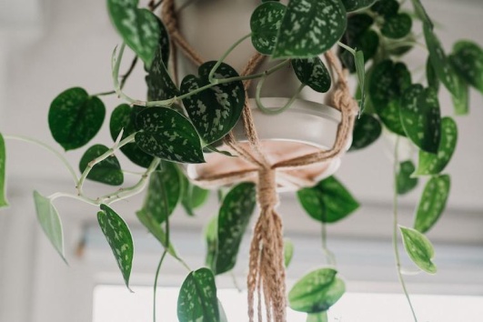 salle-bain-plante-inspiration