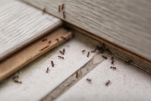 Les meilleures techniques pour se débarrasser des fourmis dans la maison