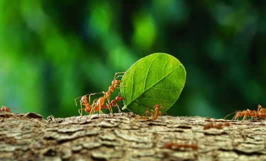 ne-pas-tuer-fourmis-jardin