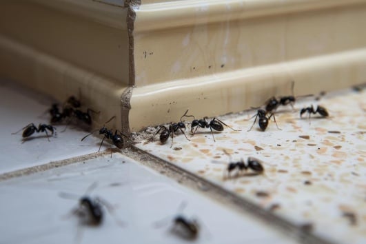 comment-eradiquer-fourmis-ootravaux