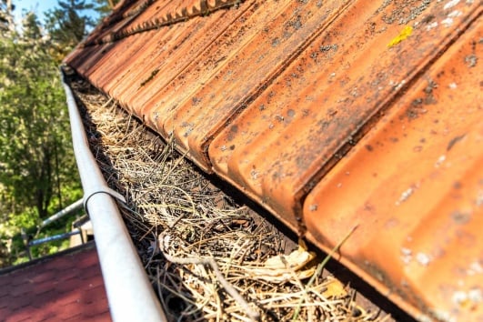 gouttière pleine de feuilles 