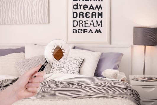 traquer-punaise-lit-chambre