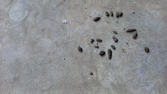 excrement-souris