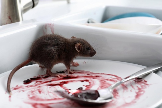 presence-souris-cuisine