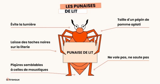 illustration fiche identite punaise de lit