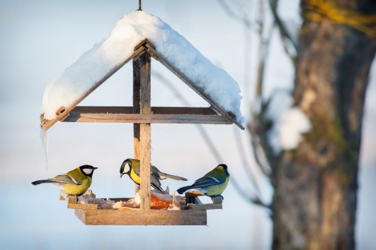 Des oiseaux perchés sur une mangeoire couverte de neige.