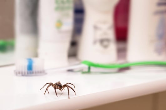 Araignée salle de bain