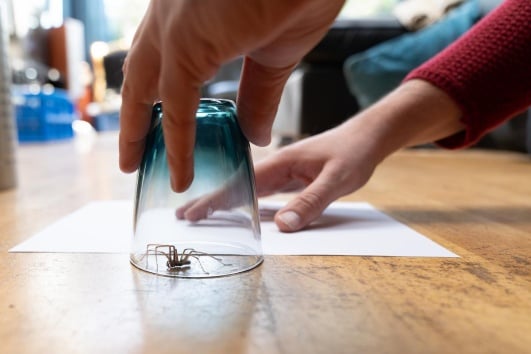 Araignée sous verre
