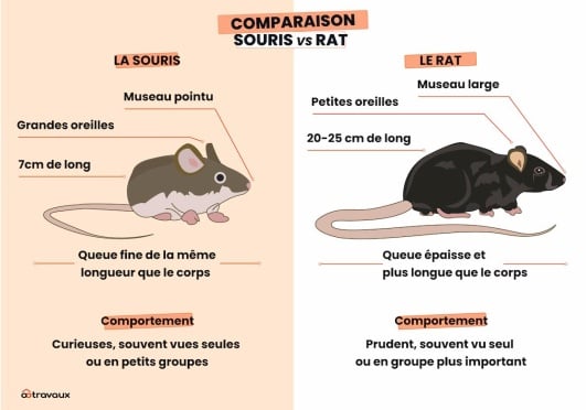Comparaison-souris-rat