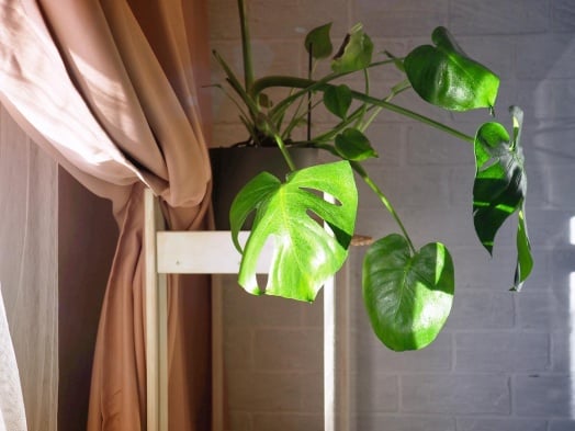 Pour apporter un peu de verdure à l’intérieur de votre maison, prévoyez quelques plante