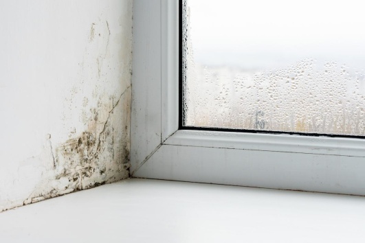 l'humidité source de moisissures à la maison 
