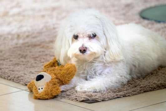 Bichon-tapis-jouet