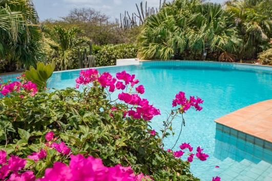 Bougainvilliers au bord d'une piscine dans un jardin.