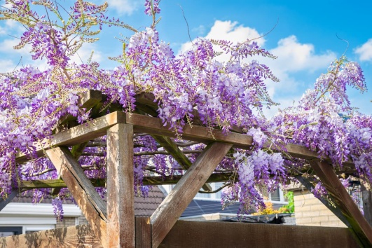 Glycine-pergola