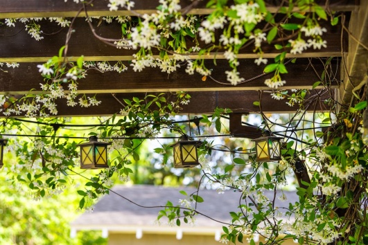 jasmin-pergola