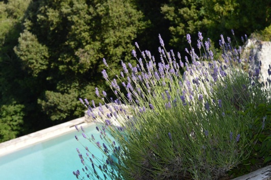 Lavande au bord d'une piscine.