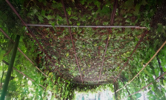lierre-pergola