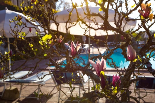 Magnolias près d'une piscine.