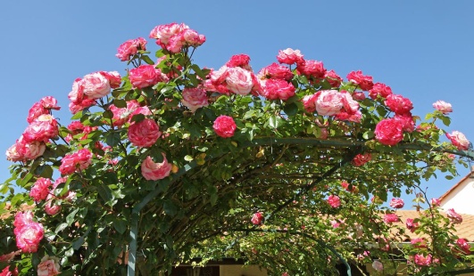 rosier-pergola