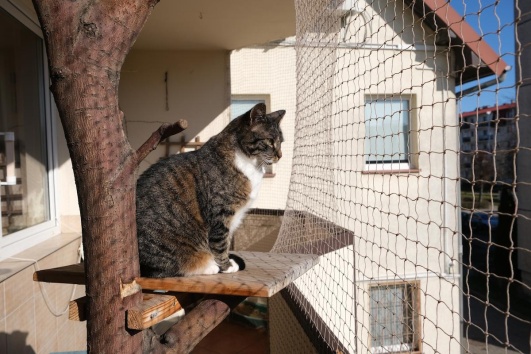 Chat sur un balcon protégé par un filet.