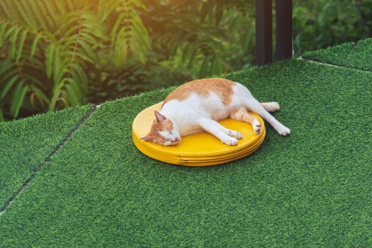 Chat se reposant sur un balcon couvert de gazon synthétique.