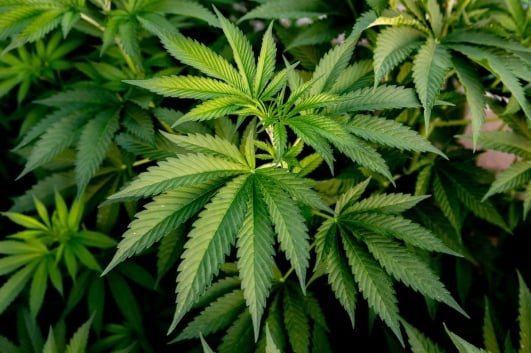 canabis plante interdite en france