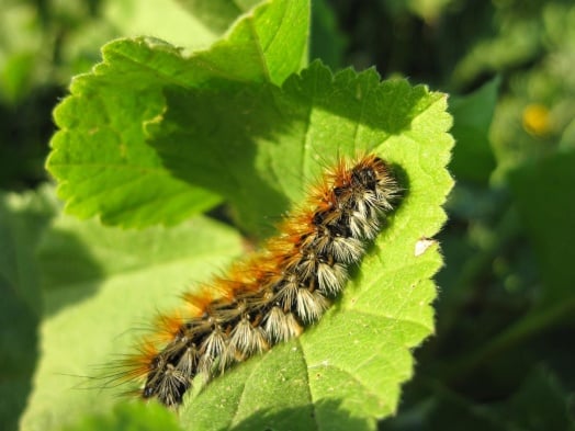 chenille-feuille